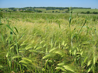 walk 25 cornfield 