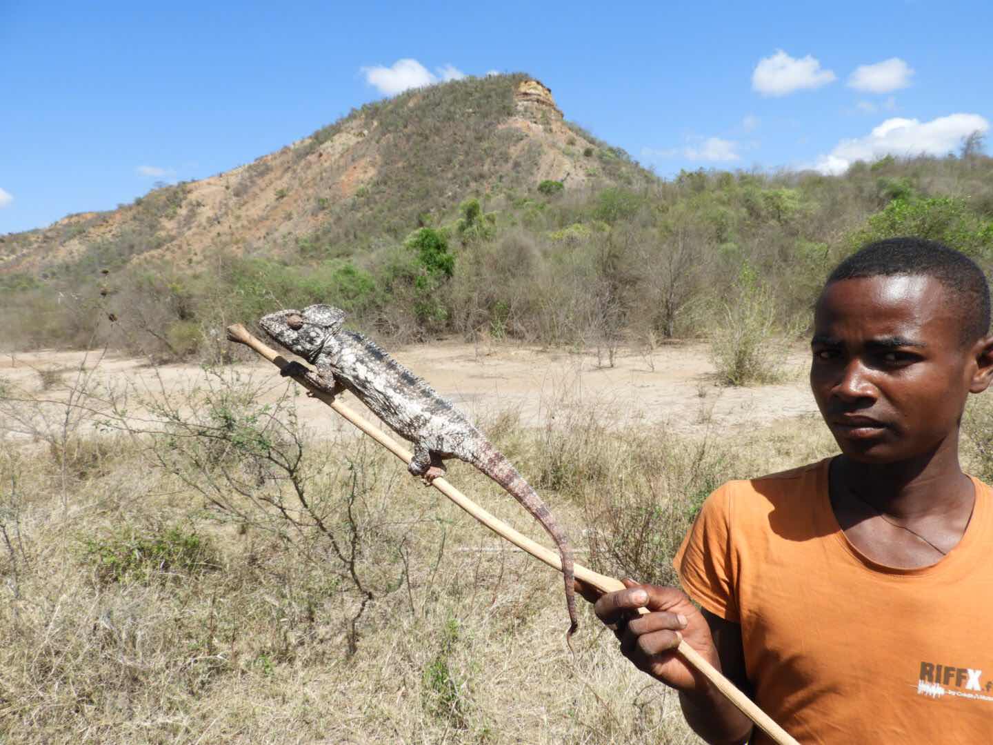 Chameleon - Madagaskar