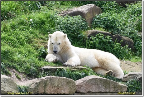 Yorkshire Wildlife Park - August