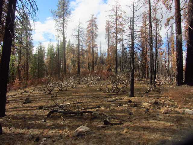 burned manzanita and unhealthy pines