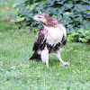 Red-tailed Hawk