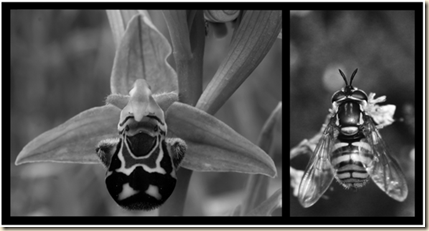 Deleuze & Guattari, Orchid and Wasp, figure