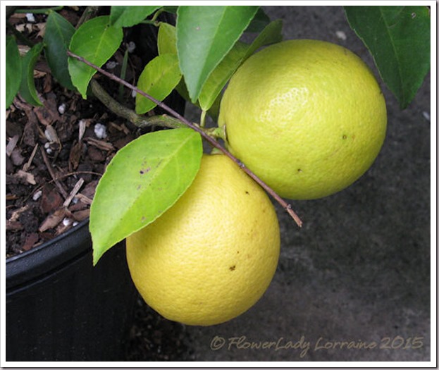 11-26-meyer-lemons