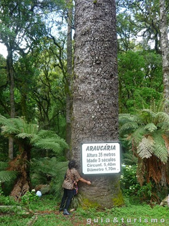 Colher maças em Fraiburgo