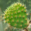 Prickly Pear