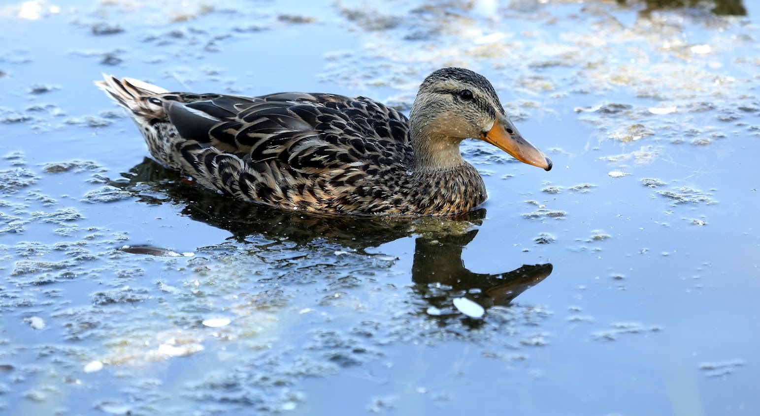 IMAGE: https://lh3.googleusercontent.com/-ix8qSGcZ5nc/T_oHBHUPLWI/AAAAAAAADMU/Lyk3tJNByII/s1543/013C4307.JPG