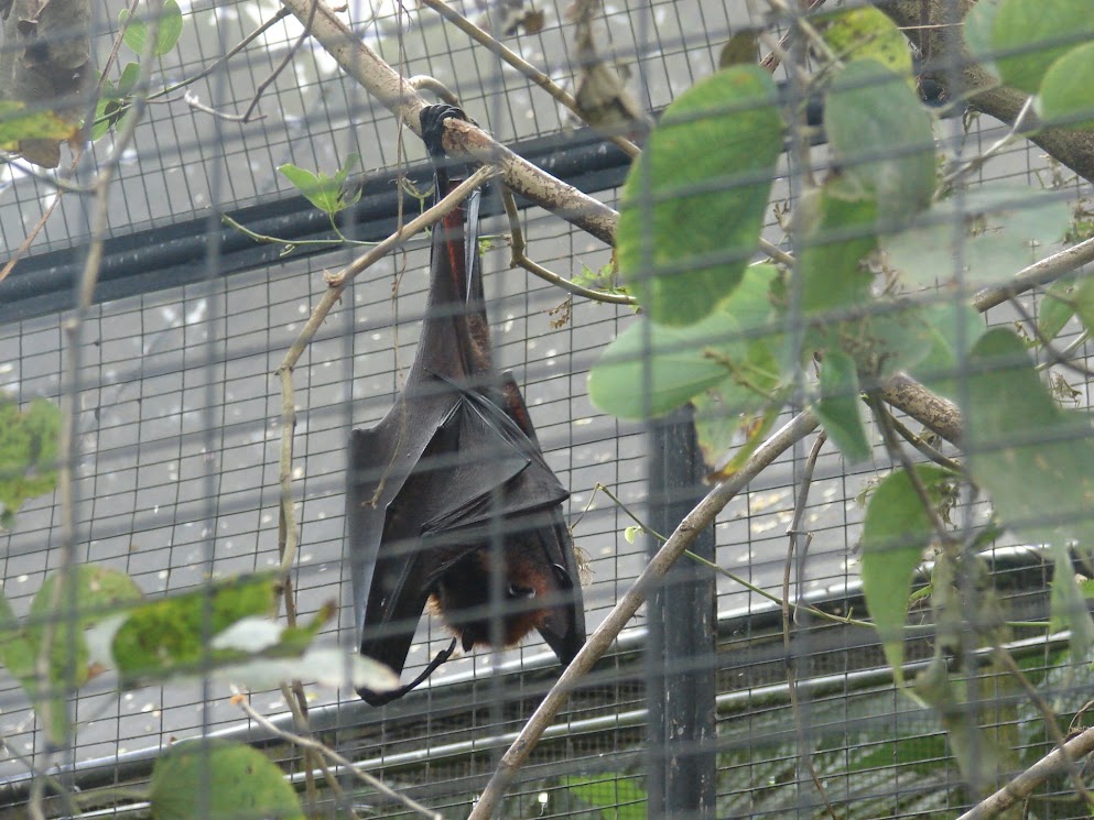 bali bird park