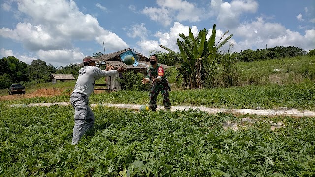 Babinsa Tenggarong Kota Bantu Panen Semangka