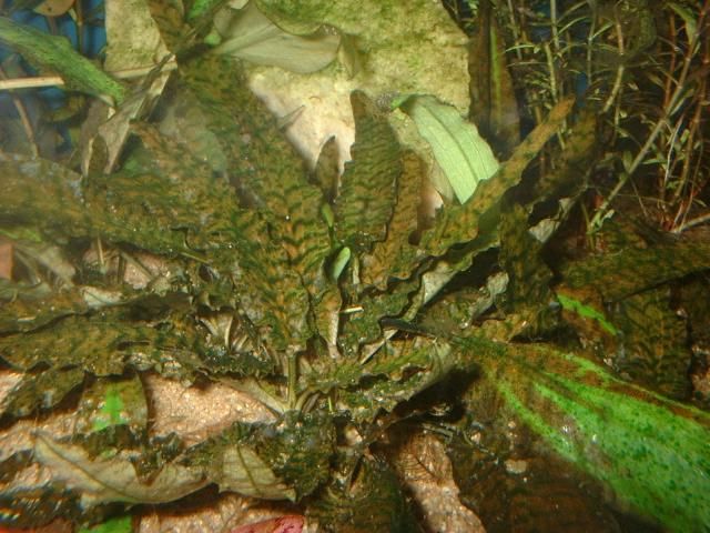 Криптокорина длиннохвостая (Cryptocoryne longicauda)