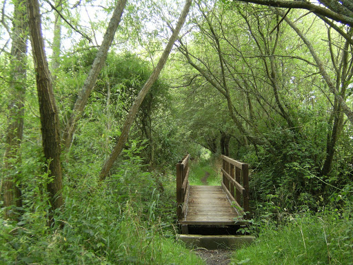 DSCF8805 On the Wey-South Path