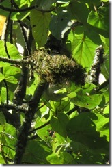 Grauer's Broadbill in nest