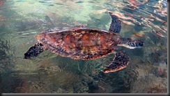 170526 255 Horizontal Falls Trip One Armed Bay Fish Breeding