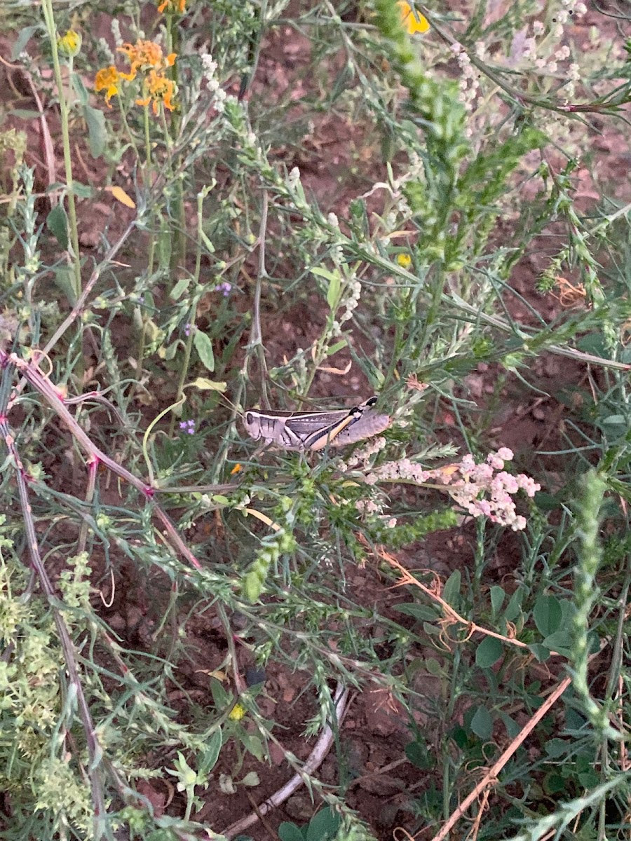 Spur-throated grasshopper