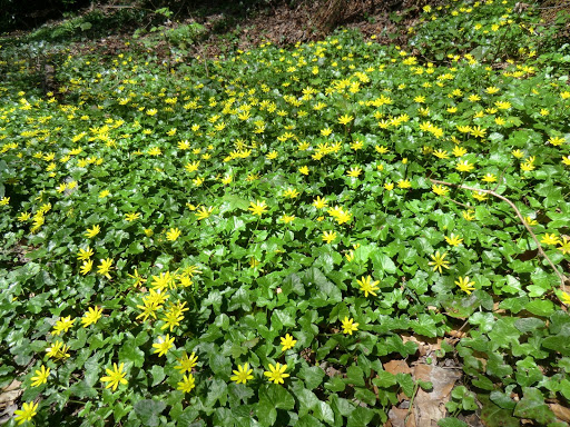 CIMG6355 Lesser celandines near Cowden station