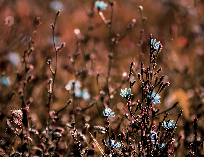 Little blue flowers di Giulia Breda