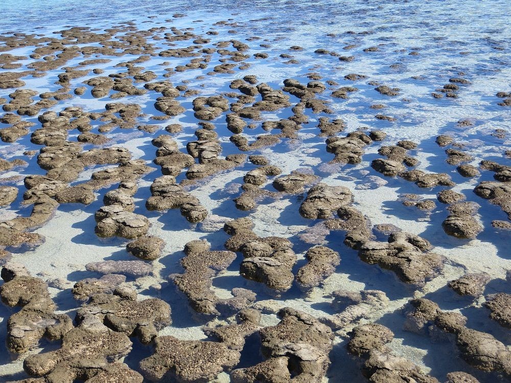 hamelin-pool-stromatolites-3