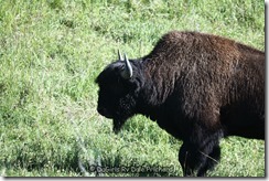 Aug_24_Wood Bison_8