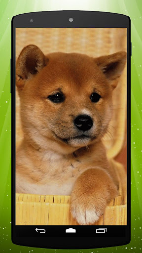 Shiba Doge Live Wallpaper