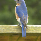 Eastern Bluebird