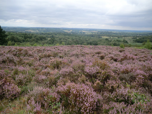 CIMG5930 Heather on Ashdown Forest