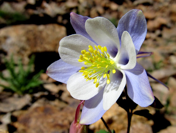 Aquilegia coerulea (Colorado Columbine)