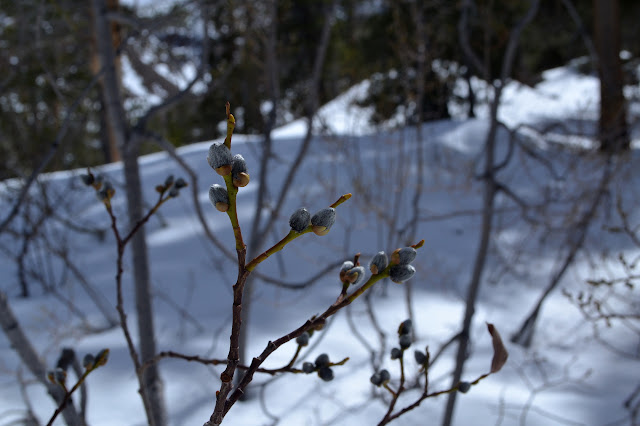 willow buds