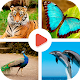 Animals Learning - Animals for Kids Download on Windows