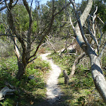 Track between Shelley and Jibbon Beach (32948)