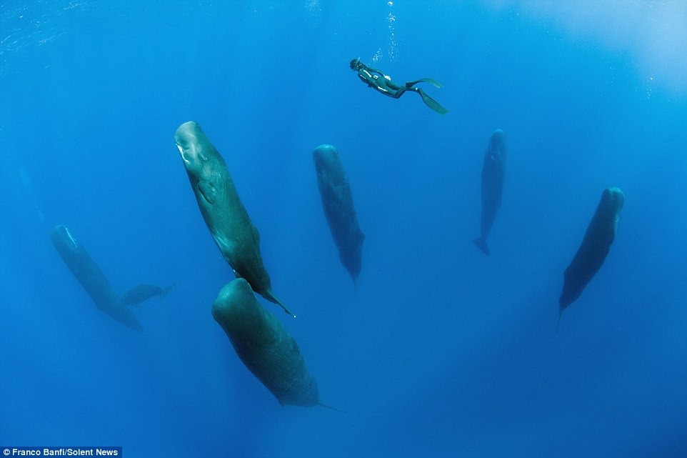 sperm-whales-franco-banfi-5