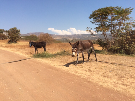 Donkeys in Akamas