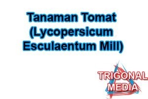 Tanaman Tomat (Lycopersicum esculaentum Mill)