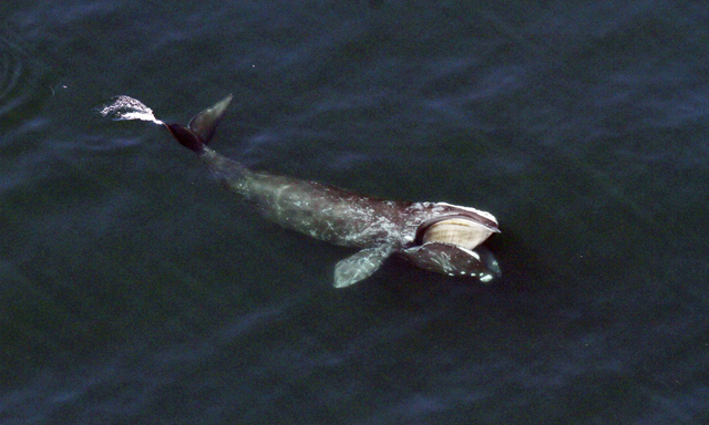 A right whale feeding just below the surface of Cape Cod Bay offshore from Wellfleet, Massachusetts. Photo: Right Whale Research / AP