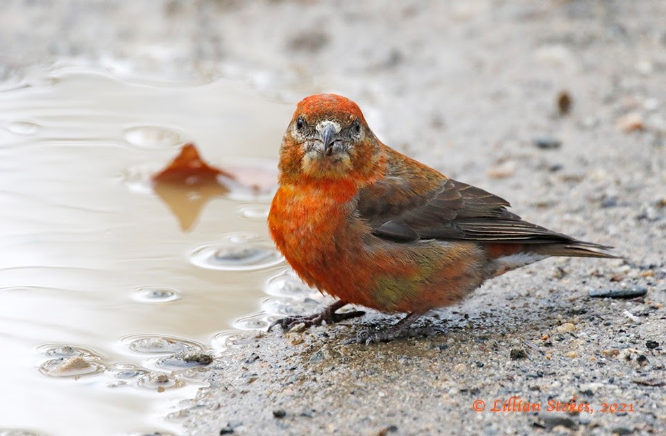 Eksempel Pirat Skænk STOKES BIRDING BLOG: My Magical Red Crossbill Experience