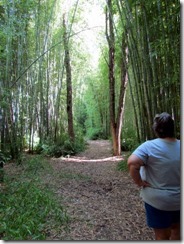 Bamboo forest