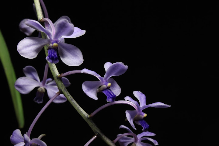 Vanda coerulescens IMG_5583