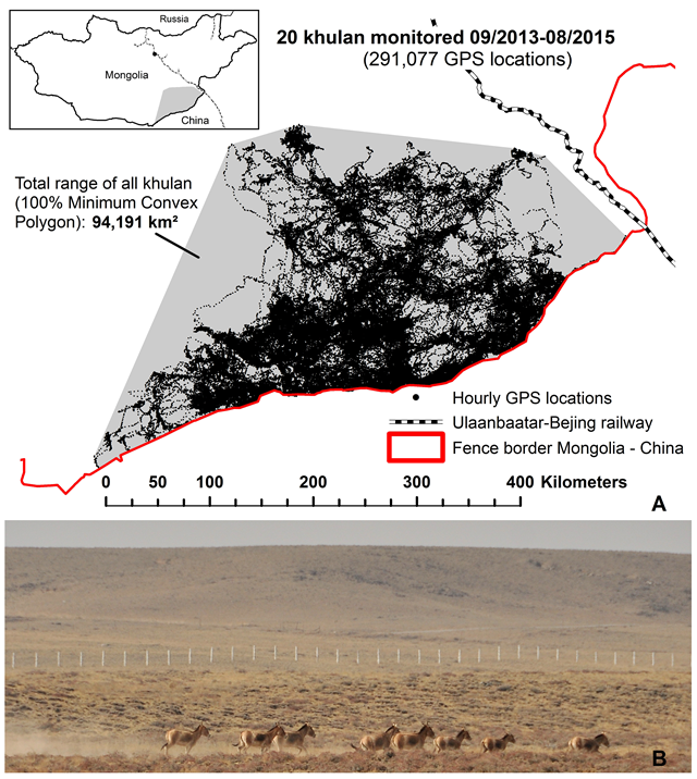 A: The security fence along the Mongolian–Chinese border constitutes an absolute barrier for movements of khulan and other large herbivores in the southeast Gobi. B: A group of khulan in the no-man's land between the Mongolian (not seen) and Chinese border fence (background). Graphic: Linnell, et al., 2016 / PLOS Bioogy; Photo: Petra Kaczensky