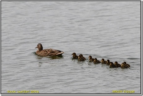 Draycote Waters - April