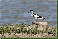 Slimbridge WWT - June