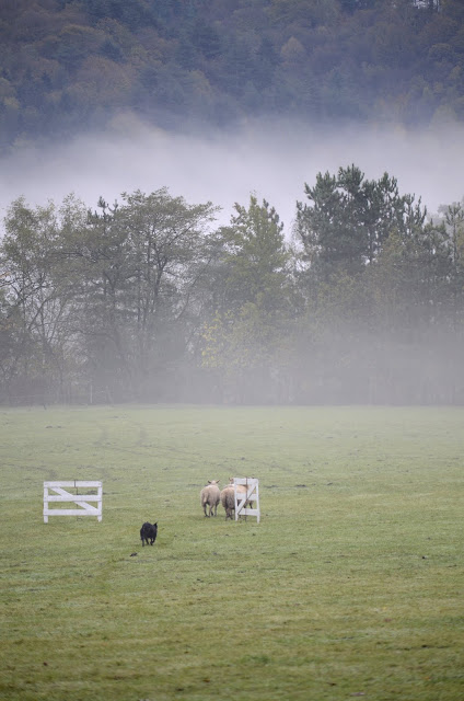 Qualification au championnat d'Europe Nursery ces 3 et 4 novembre à Liege (BE)  Concours%2520chiens%2520de%2520troupeaux-024