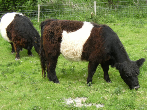 DSCF0817 Belted Galloways near Coombedown Hanger