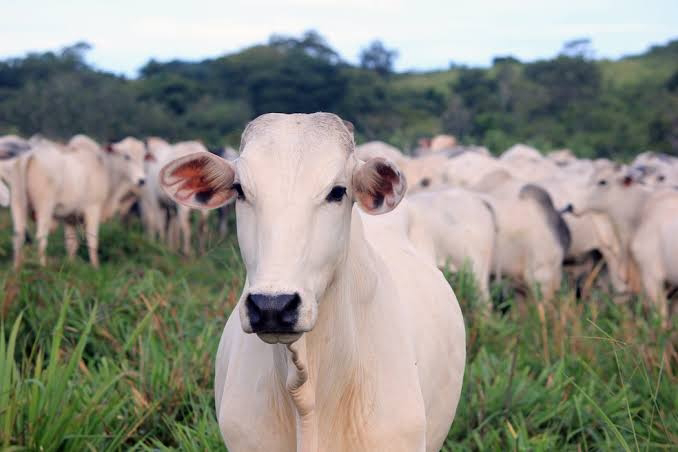 Confirmado casos de VACA LOUCA NO BRASIL doença rara que pode causar demência e morte