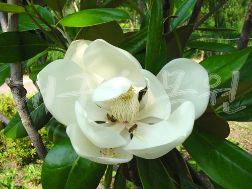 파일:external/www.daegu.go.kr/Magnolia%20grandiflora.jpg