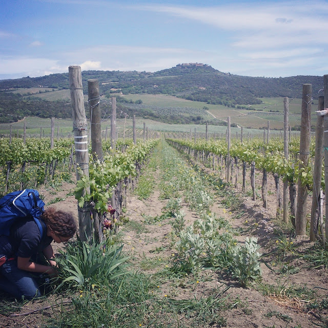 Iris thieves during a spring below Sant'Angelo in Colle