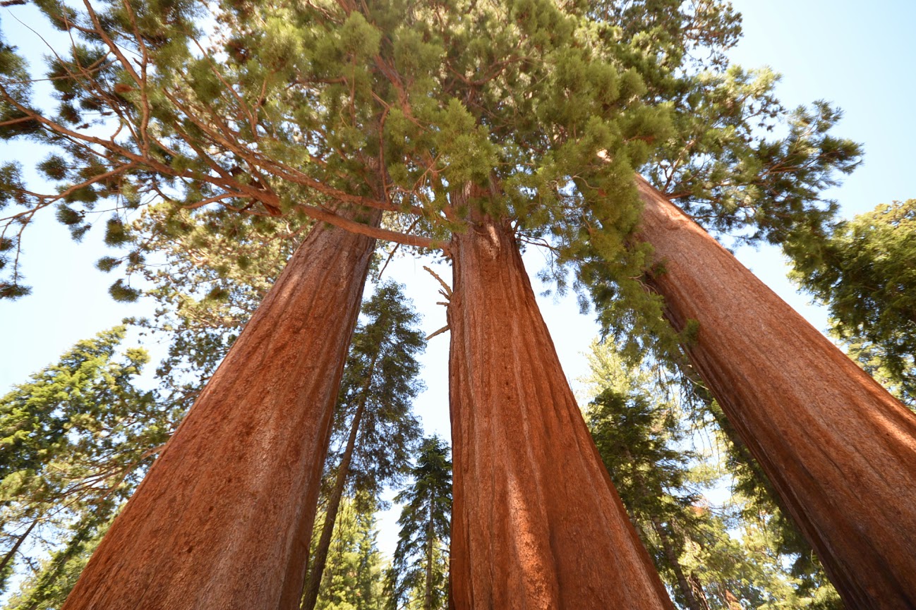 Entre árboles Gigantes (y Algún Oso) - Combinado USA - NY+ Costa Oeste (2014) (3)