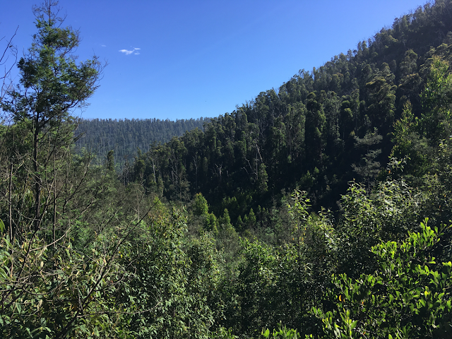 The view from the top of Steavenson Falls, Victoria