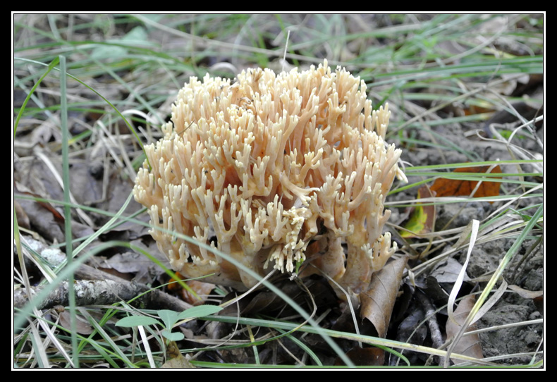 Par ici les ramasseurs de champignons... - Page 4 _DSC5275