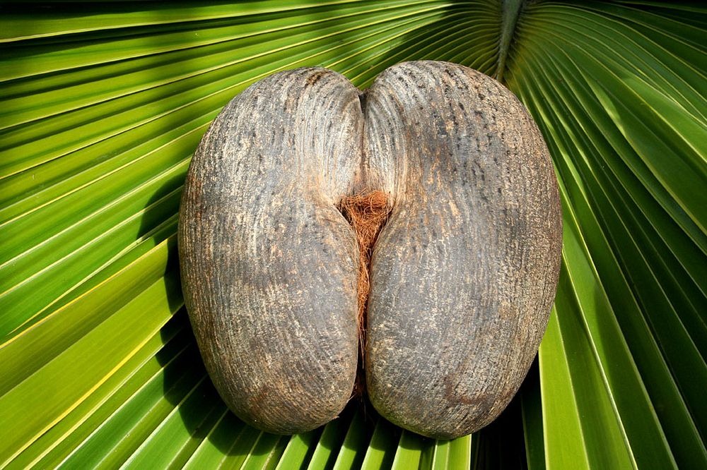 Coco de mer: The Forbidden Fruit | Amusing Planet