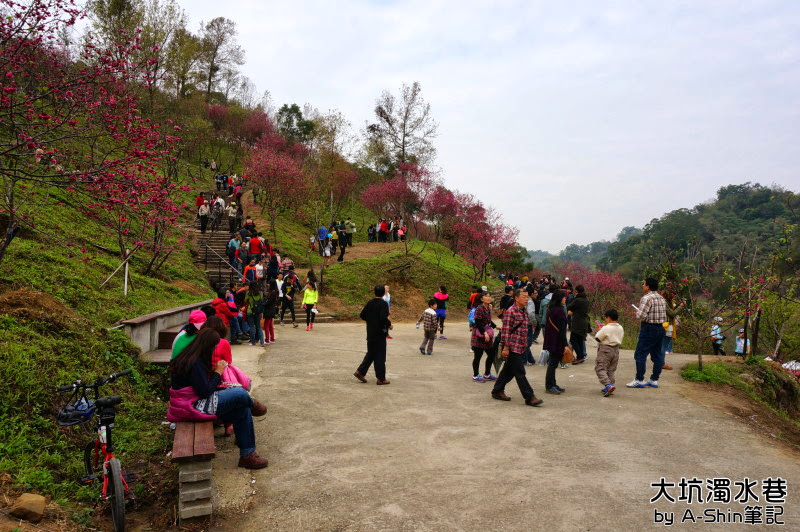 大坑濁水巷|滿山櫻花綻放，大坑濁水巷這賞櫻秘境人越來越多了~阿新也來湊一腳！