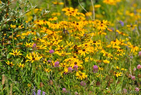 6. wildflowers in july-kab