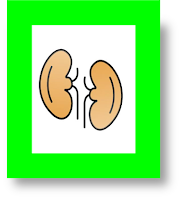 gout in renal transplant patients gout in renal transplantation allopurinol in renal transplant treatment of gout in renal transplant gout post renal transplant gout after renal transplantation gout treatment in kidney transplant patients gout in transplant patients treating gout in kidney transplant recipients is gout related to kidney function gout after kidney transplant